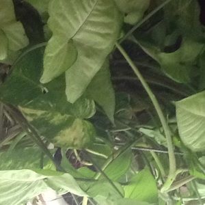 Meet your Posher, Virginia